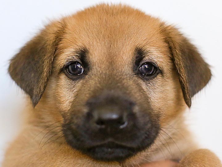 chinook puppy